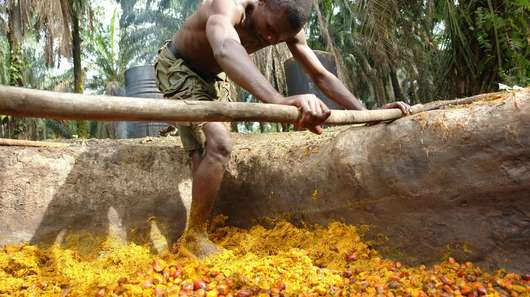Ein Mann bei der Herstellung von Palmöl in Liberia.