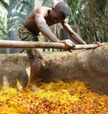 Ein Mann bei der Herstellung von Palmöl in Liberia.