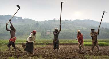 Vier Feldarbeiter bearbeiten ihr Reisfeld in Ruanda