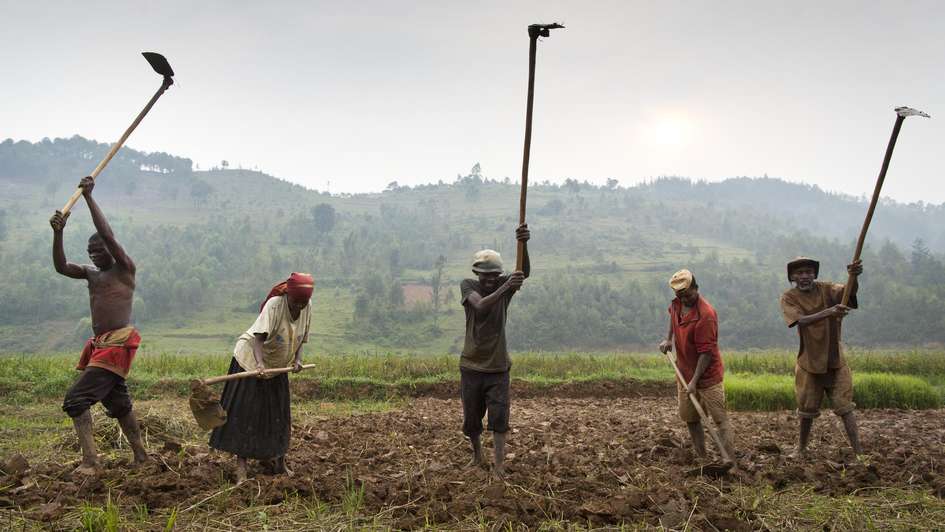 Vier Feldarbeiter bearbeiten ihr Reisfeld in Ruanda