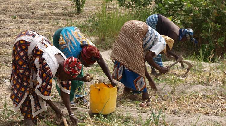 Dank Ihrer Spenden erhalten Menschen in Burkina Faso Hilfe. Bildbeschreibung: Frauen ernten Gemüse auf einem Feld