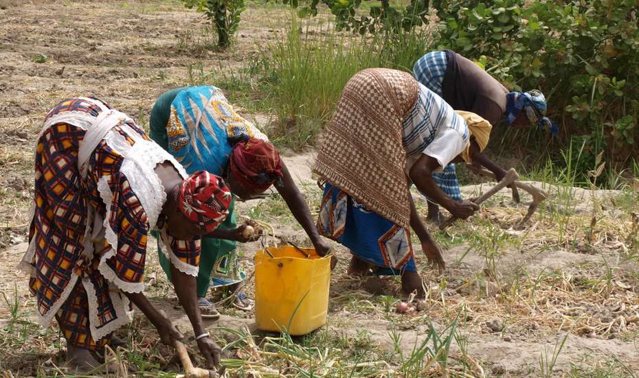 Dank Ihrer Spenden erhalten Menschen in Burkina Faso Hilfe. Bildbeschreibung: Frauen ernten Gemüse auf einem Feld