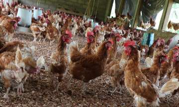 Hühnerstall auf einer Farm, Liberia.