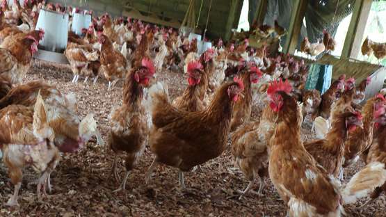 Hühnerstall auf einer Farm, Liberia.