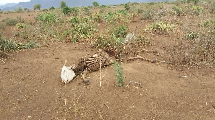 Tierkadaver - Dürre in Äthiopien