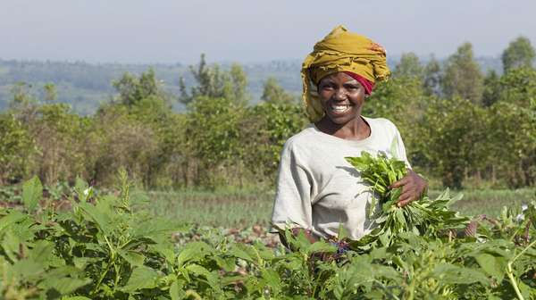 Frau erntet Gemüse in Burundi.