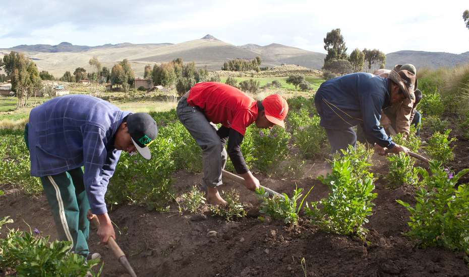 Bäuerinnen und Bauern bei der Ernte in Peru. 