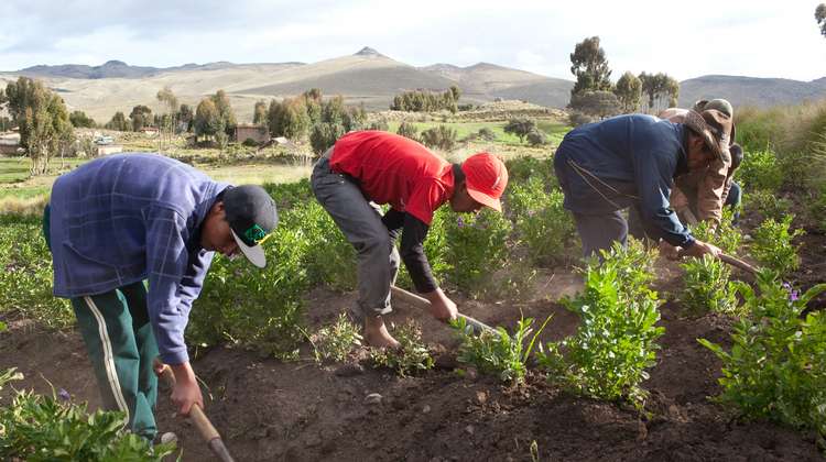 Bäuerinnen und Bauern bei der Ernte in Peru. 