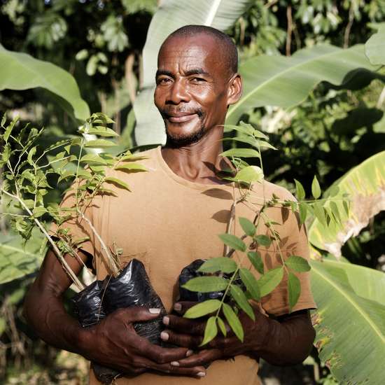 Klimaresilienz: Ein Mann hält Baumsetzlinge in den Händen