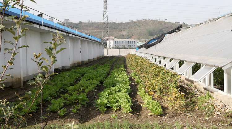 Gute Aussichten für junges Gemüse: Blick in ein grün bepflanztes Gewächshaus in Nordkorea.