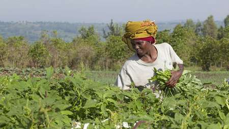 Frau bei der Gemüseernte in Burundi.