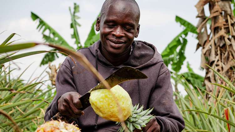 Ananasernte in Uganda. Ein Mann schält eine Ananas.