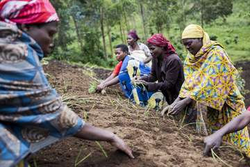 Frauen stehen vor einem Erdhügel und pflanzen Knoblauch an, Kongo 2021.