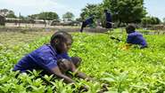 Schüler*innen pflegen den Schulgarten im Südsudan, 2022. 