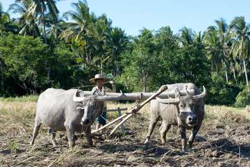 Bauern und zwei Wasserbüffel bei der Ackerbearbeitung
