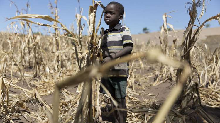Die Ernte auf diesem Maisfeld eines Schulgartens in Salima (Malawi) fiel 2016 wegen einer Dürre nahezu komplett aus.