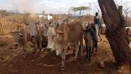Abgemagerte Kühe in Äthiopien