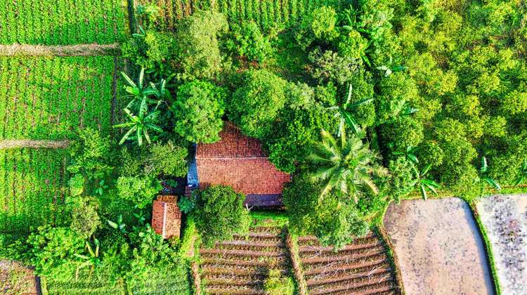 Agrarland von oben, Indonesien.