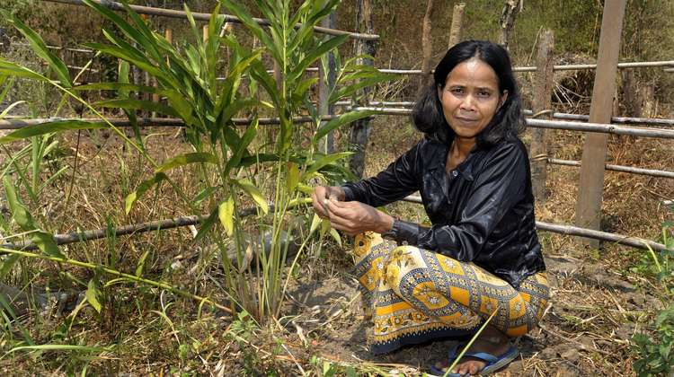 Frau beim Gemüse- und Kräuteranbau in Kambodscha