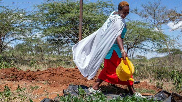 Eine kenianische Frau bewässert Pflanzen