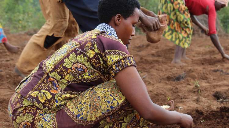 Eine Frau säht aus, Burundi Seedbanks.