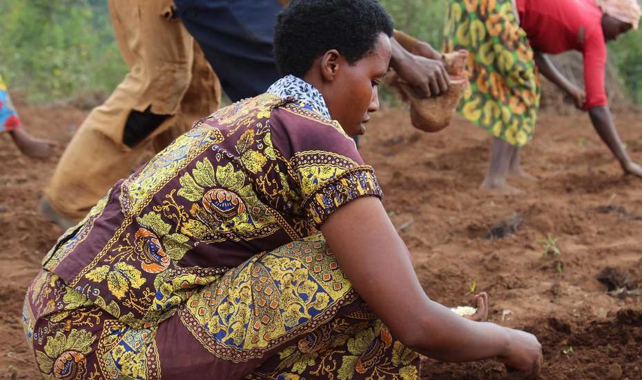 Eine Frau säht aus, Burundi Seedbanks.