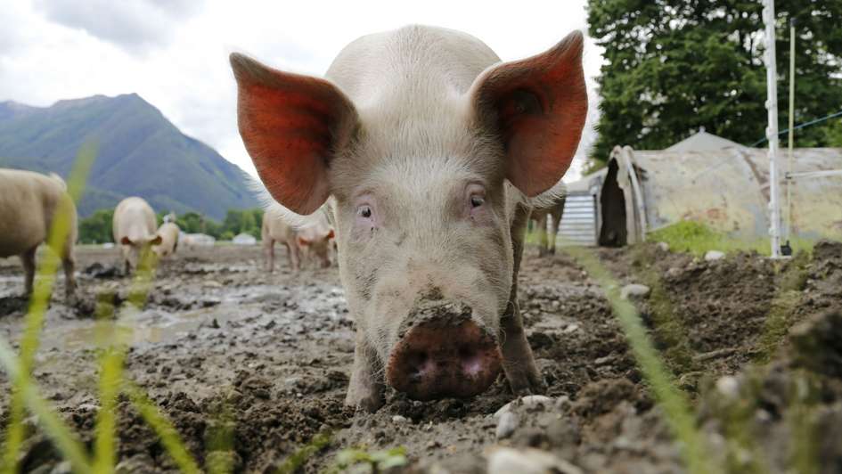 Ein Schwein in China.