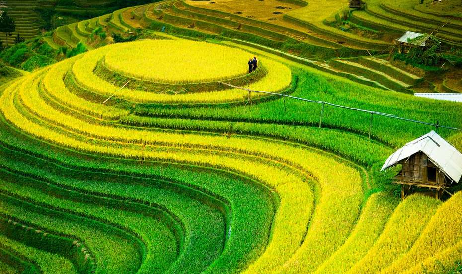Reisfelder in Asien.