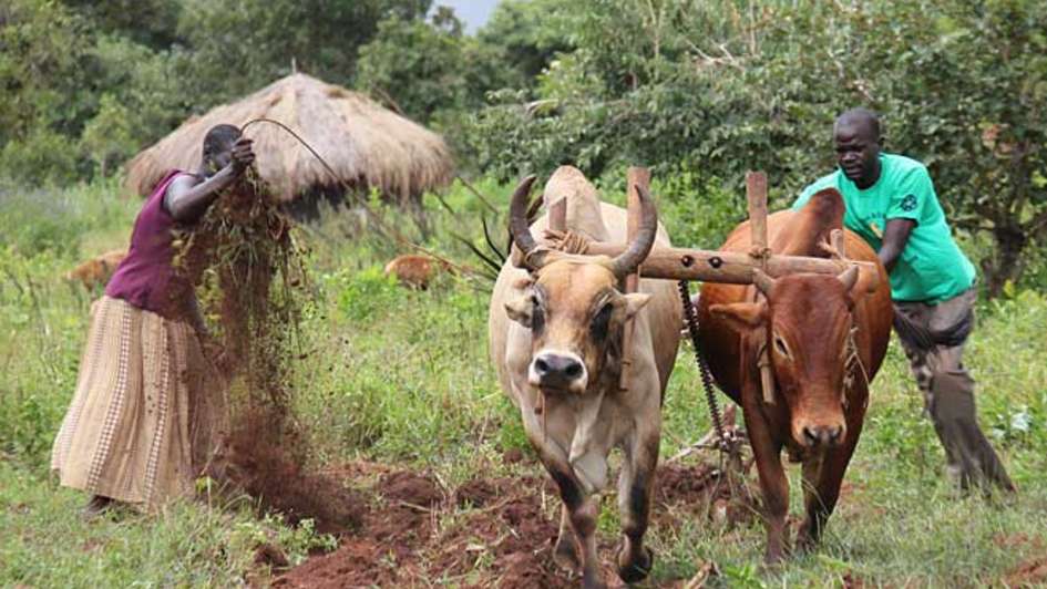 Ochsengespann in Uganda