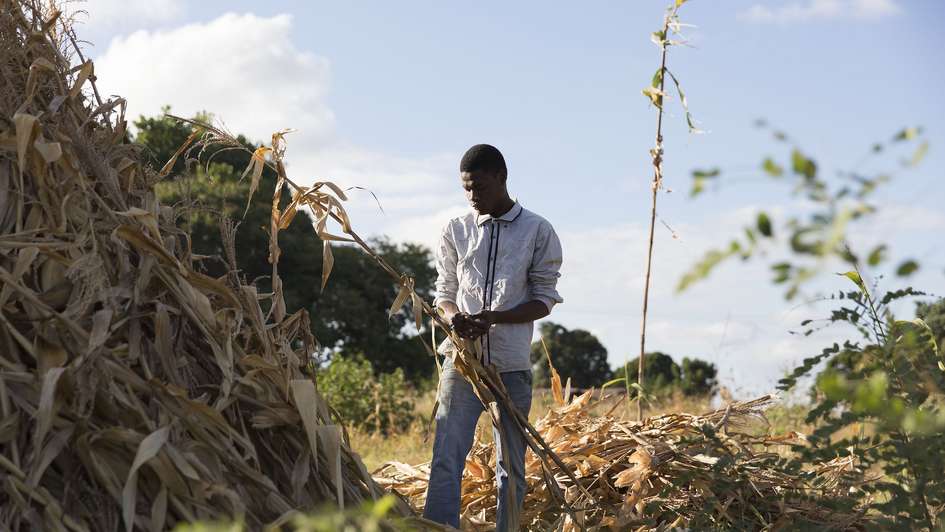 Der 22-jährige Hajj Thomson hält eine vertrocknete Maispflanze in die Höhe in der Nähe von Salima, Malawi.
