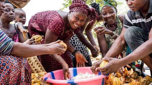 Hilfe für Menschen in Sierra Leone. Bildbeschreibung: Kakaobäuer*innen in Sierra Leone bei der Arbeit.
