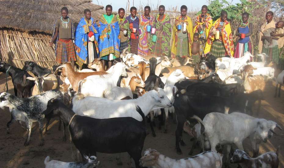 In Karamoja in Uganda kümmern sich Frauen um eine Ziegenherde.