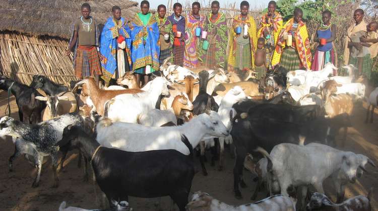 In Karamoja in Uganda kümmern sich Frauen um eine Ziegenherde.