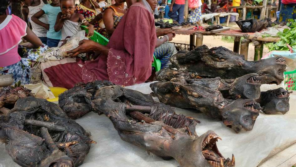 Tote Wildtiere auf einem Markt in Yangambi, Kongo.