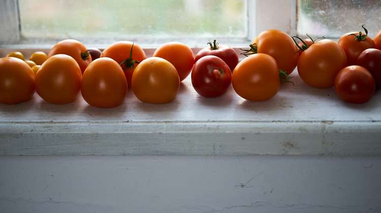 Tomaten auf der Fensterbank: ein nachhaltiger Garten ist auch drinnen möglich, 2022.