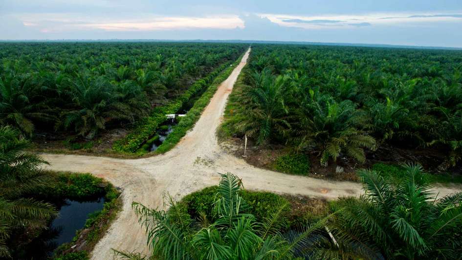 Eine Palmölplantage auf Sumatra, Indonesien.