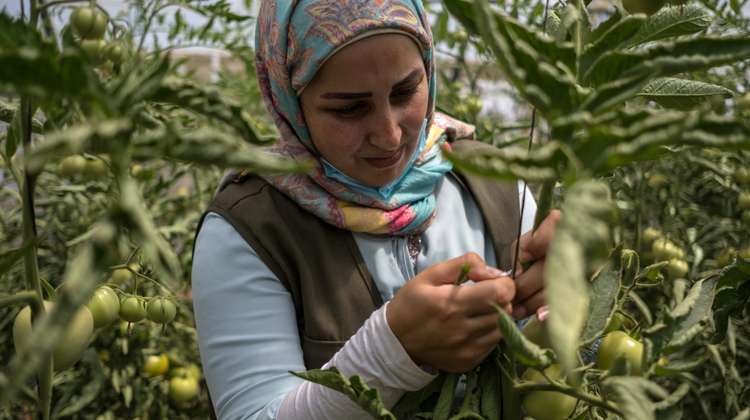Eine Frau im Tomatenfeld, Libanon 2020.