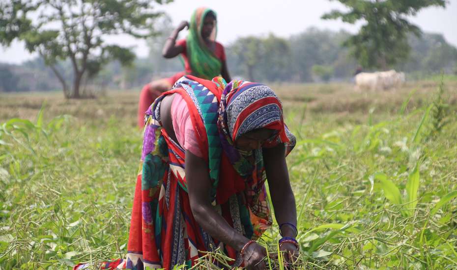 Frauen arbeiten auf einem Feld mit Hülsenfrüchten in Malhaniya, Siraha Distrikt, Nepal.