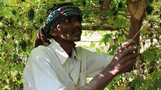 Ganeshwar Madi überprüft das Wachstum seiner Gemüsepflanzen, Malkangiri, Indien, 2023