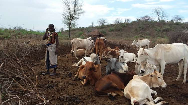 Frau mit Kühen in Äthiopien