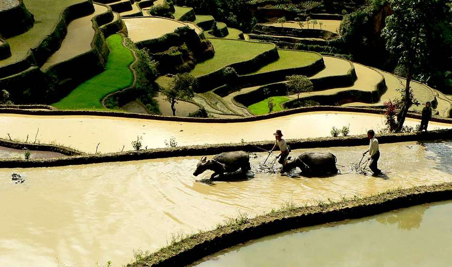 Reisterassen in Hani, die Teil des landwirtschaftlichen Kulturerbes sind, China.