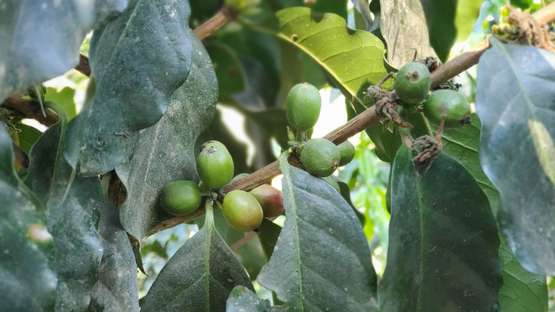 Nahaufnahme von Blättern und Früchten einer Kaffeepflanze