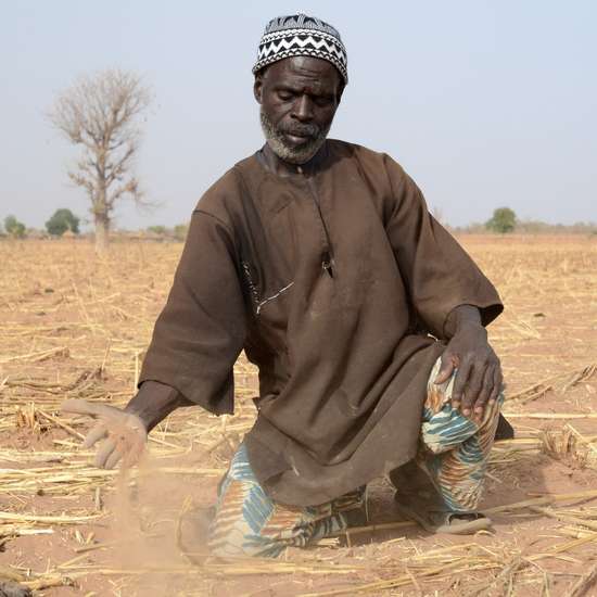 Bauer kniet vor vertrockneter Hirse-Ernte, Mali, 2012.