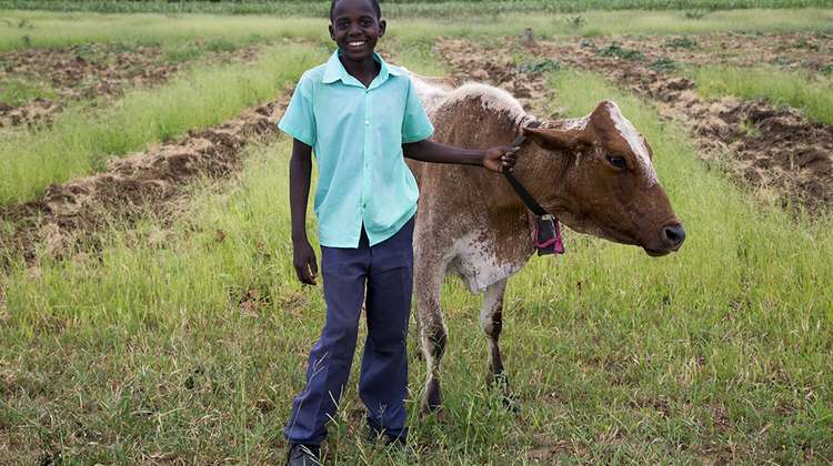Chifambas Sohn Simbarashe schaut nach den Kühen