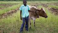 Chifambas Sohn Simbarashe schaut nach den Kühen