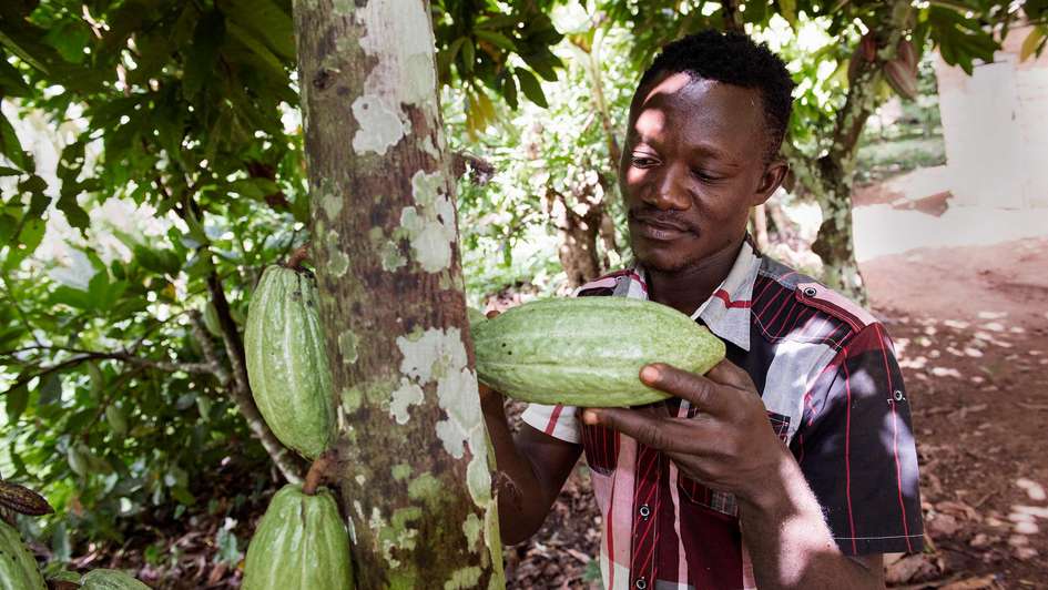 Ein Mann prüft eine Kakaofrucht, die an einem Baum hängt.