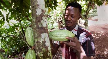 Ein Mann prüft eine Kakaofrucht, die an einem Baum hängt.