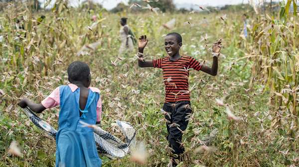 Kinder in einem Feld voller Heuschrecken in Kenia, 2020. 