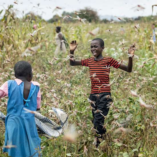 Kinder befinden sich in einem Heuschreckenschwarm auf einem Feld in Kenia.