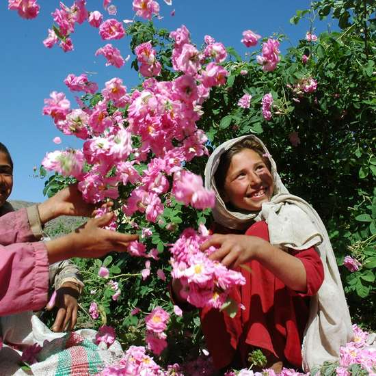 Rosenprojekt der Welthungerhilfe drei Kinder spielen mit Rosen